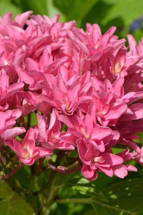 Princess Diana Hydrangea - 3 Gallon Pot 1 Princess Diana Hydrangea - 3 Gallon Pot