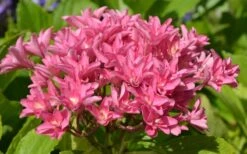 Princess Diana Hydrangea - 3 Gallon Pot 14 Princess Diana Hydrangea - 3 Gallon Pot -Foxtail Plant Shop hydrangea macrophylla princess diana 5