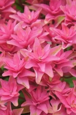 Princess Diana Hydrangea - 3 Gallon Pot 17 Princess Diana Hydrangea - 3 Gallon Pot -Foxtail Plant Shop hydrangea macrophylla princess diana 6