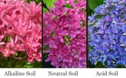 Princess Diana Hydrangea - 3 Gallon Pot 12 Princess Diana Hydrangea - 3 Gallon Pot -Foxtail Plant Shop hydrangea macrophylla princess diana 8