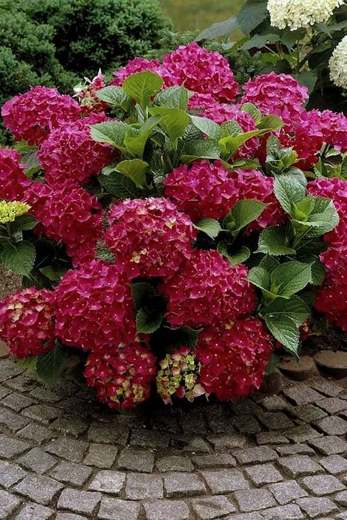 Red Sensation Hydrangea - 3 Gallon Pot 4 Red Sensation Hydrangea - 3 Gallon Pot - Image 4