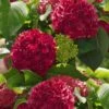 Red Sensation Hydrangea - 3 Gallon Pot 14 Red Sensation Hydrangea - 3 Gallon Pot -Foxtail Plant Shop hydrangea macrophylla red sensation 5