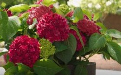 Red Sensation Hydrangea - 3 Gallon Pot 12 Red Sensation Hydrangea - 3 Gallon Pot -Foxtail Plant Shop hydrangea macrophylla red sensation 6