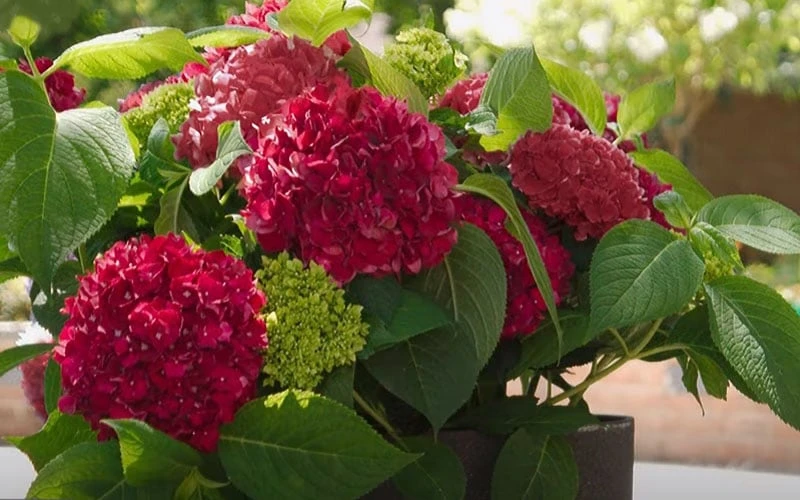 Red Sensation Hydrangea - 3 Gallon Pot 6 Red Sensation Hydrangea - 3 Gallon Pot - Image 6