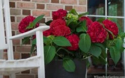 Red Sensation Hydrangea - 3 Gallon Pot 11 Red Sensation Hydrangea - 3 Gallon Pot -Foxtail Plant Shop hydrangea macrophylla red sensation 7
