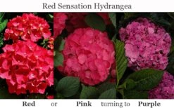 Red Sensation Hydrangea - 3 Gallon Pot 13 Red Sensation Hydrangea - 3 Gallon Pot -Foxtail Plant Shop hydrangea macrophylla red sensation 8