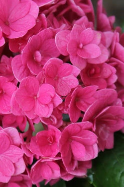 Ruby Blossom Double Hydrangea - 2 Gallon Pot -Foxtail Plant Shop hydrangea macrophylla ruby blossom 2