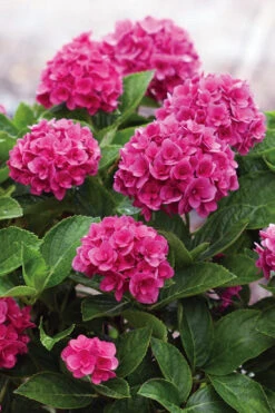 Ruby Blossom Double Hydrangea - 2 Gallon Pot -Foxtail Plant Shop hydrangea macrophylla ruby blossom 5