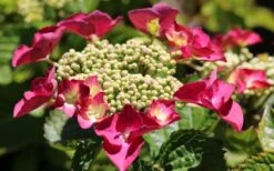 Teller Red Hydrangea - 1 Gallon Pot -Foxtail Plant Shop hydrangea macrophylla teller red 3