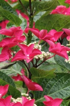 Teller Red Hydrangea - 1 Gallon Pot -Foxtail Plant Shop hydrangea macrophylla teller red 4