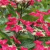 Teller Red Hydrangea - 1 Gallon Pot -Foxtail Plant Shop hydrangea macrophylla tellers red 5
