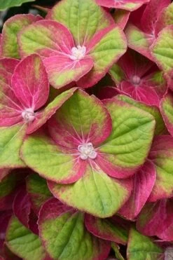 Tilt-A-Swirl Hydrangea - 3 Gallon Pot -Foxtail Plant Shop hydrangea macrophylla tilt a swirl 4
