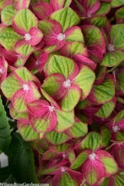Tilt-A-Swirl Hydrangea - 3 Gallon Pot -Foxtail Plant Shop hydrangea macrophylla tilt a swirl 5