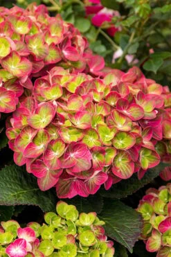 Tilt-A-Swirl Hydrangea - 3 Gallon Pot -Foxtail Plant Shop hydrangea macrophylla tilt a swirl 7