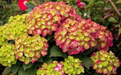 Tilt-A-Swirl Hydrangea - 3 Gallon Pot -Foxtail Plant Shop hydrangea macrophylla tilt a swirl 8