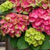Tilt-A-Swirl Hydrangea - 3 Gallon Pot - SALE -Foxtail Plant Shop hydrangea macrophylla tilt a swirl 9 1