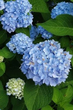 Mini Penny Hydrangea - 1 Gallon Pot -Foxtail Plant Shop hydrangea mini penny 500x750202 1