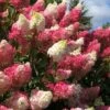 Berry White Panicle Hydrangea - 3 Gallon Pot -Foxtail Plant Shop hydrangea paniculata berry white 2 1