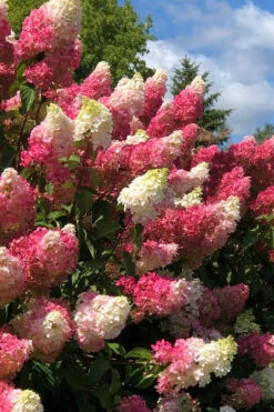 Berry White Hydrangea - Single Trunk Tree Form - 3 Gallon Pot -Foxtail Plant Shop hydrangea paniculata berry white 2