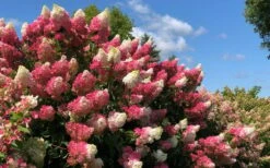 Berry White Panicle Hydrangea - 3 Gallon Pot 13 Berry White Panicle Hydrangea - 3 Gallon Pot -Foxtail Plant Shop hydrangea paniculata berry white 4