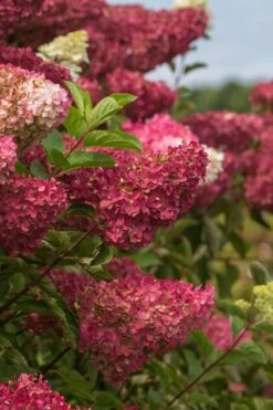 Berry White Panicle Hydrangea - 3 Gallon Pot 16 Berry White Panicle Hydrangea - 3 Gallon Pot -Foxtail Plant Shop hydrangea paniculata berry white 5