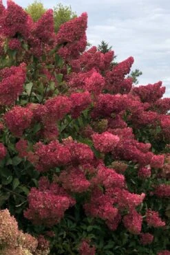 Berry White Panicle Hydrangea - 3 Gallon Pot 17 Berry White Panicle Hydrangea - 3 Gallon Pot -Foxtail Plant Shop hydrangea paniculata berry white 7
