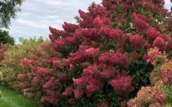 Berry White Panicle Hydrangea - 3 Gallon Pot 15 Berry White Panicle Hydrangea - 3 Gallon Pot -Foxtail Plant Shop hydrangea paniculata berry white 8