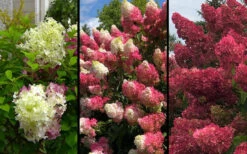Berry White Hydrangea - Single Trunk Tree Form - 3 Gallon Pot -Foxtail Plant Shop hydrangea paniculata berry white 9