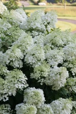 Bobo Hydrangea - 3 Gallon Pot -Foxtail Plant Shop hydrangea paniculata bobo 3