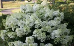 Bobo Hydrangea - 3 Gallon Pot -Foxtail Plant Shop hydrangea paniculata bobo 4