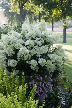 Bobo Hydrangea - 3 Gallon Pot -Foxtail Plant Shop hydrangea paniculata bobo 5