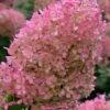 Bobo Hydrangea - 3 Gallon Pot -Foxtail Plant Shop hydrangea paniculata bobo 6