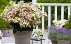 Early Evolution Hydrangea - 1 Gallon Pot -Foxtail Plant Shop hydrangea paniculata early evolution 2