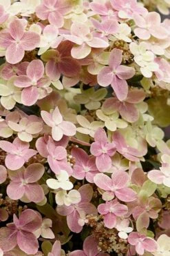 Early Evolution Hydrangea - 1 Gallon Pot -Foxtail Plant Shop hydrangea paniculata early evolution 3