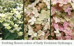 Early Evolution Hydrangea - 1 Gallon Pot -Foxtail Plant Shop hydrangea paniculata early evolution 5