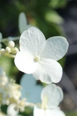 Kyushu Hydrangea - 3 Gallon Pot -Foxtail Plant Shop hydrangea paniculata kyushu 23