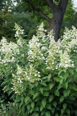 Kyushu Hydrangea - 3 Gallon Pot -Foxtail Plant Shop hydrangea paniculata kyushu 5