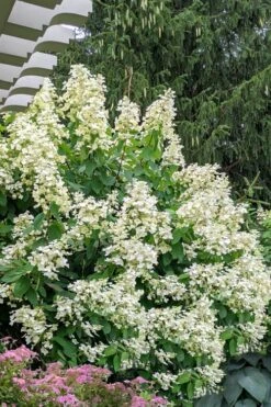 Kyushu Hydrangea - 3 Gallon Pot -Foxtail Plant Shop hydrangea paniculata kyushu 7