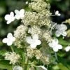 Kyushu Hydrangea - 3 Gallon Pot -Foxtail Plant Shop hydrangea paniculata kyushu 8