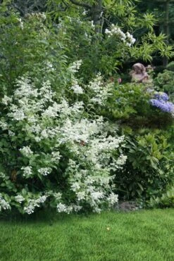 Kyushu Hydrangea - 3 Gallon Pot -Foxtail Plant Shop hydrangea paniculata kyushu 9