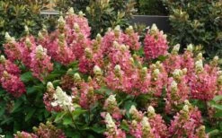 Flare Hydrangea - 3 Gallon Pot -Foxtail Plant Shop hydrangea paniculata lava lamp flare 11