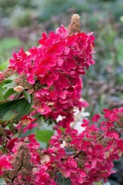 Flare Hydrangea - 3 Gallon Pot -Foxtail Plant Shop hydrangea paniculata lava lamp flare 15 1