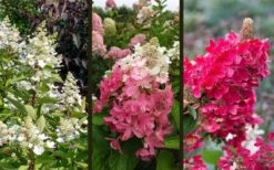 Flare Hydrangea - 3 Gallon Pot -Foxtail Plant Shop hydrangea paniculata lava lamp flare 16