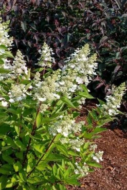 Flare Hydrangea - 3 Gallon Pot -Foxtail Plant Shop hydrangea paniculata lava lamp flare 17