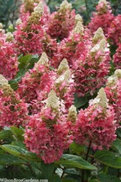 Flare Hydrangea - 3 Gallon Pot -Foxtail Plant Shop hydrangea paniculata lava lamp flare 3