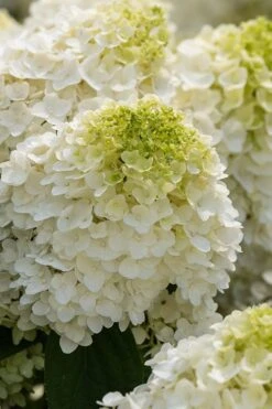 Little Hottie Hydrangea - 3 Gallon Pot -Foxtail Plant Shop hydrangea paniculata little hottie 1 1