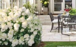 Little Hottie Hydrangea - 2.5 Gallon Pot -Foxtail Plant Shop hydrangea paniculata little hottie 5