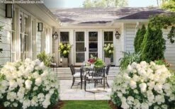 Little Hottie Hydrangea - 2.5 Gallon Pot -Foxtail Plant Shop hydrangea paniculata little hottie 7