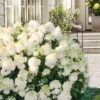Little Hottie Hydrangea - 3 Gallon Pot 9 Little Hottie Hydrangea - 3 Gallon Pot -Foxtail Plant Shop hydrangea paniculata little hottie 8 1