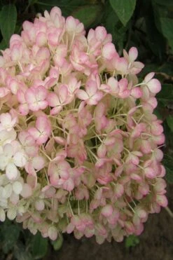 Little Hottie Hydrangea - 2.5 Gallon Pot -Foxtail Plant Shop hydrangea paniculata little hottie 9